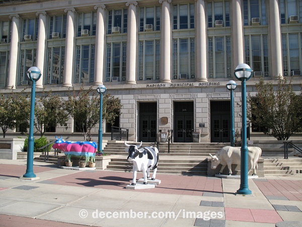 Madison Municipal Building Cows