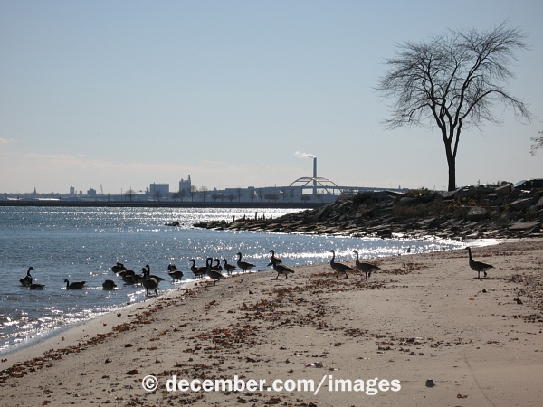 Bradford Beach Geese Bradford Beach Geese