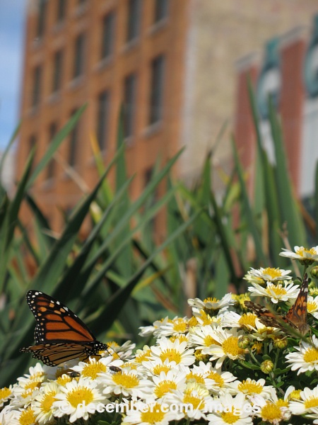 Catalano Square Butterflies Catalano Square Butterflies
